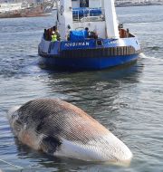 Actualité insolite au port de Lorient